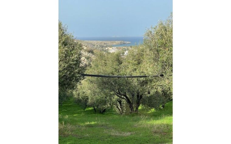 traditional-olive-grove-and-dragon-fruit-farm-tour