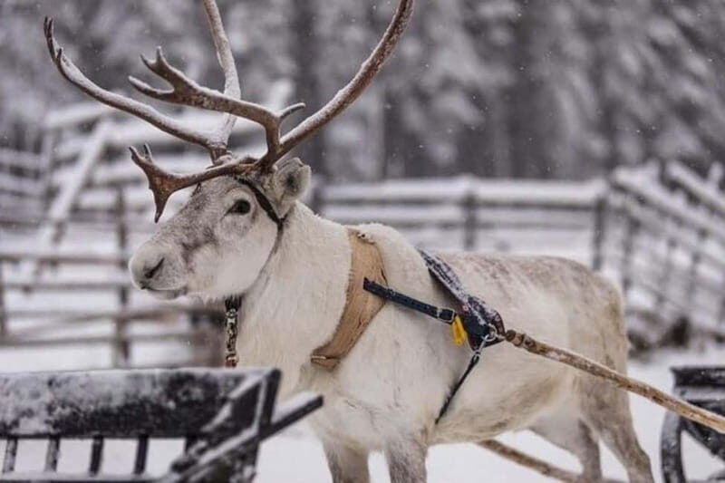 Traditional Reindeer Farm Visit with a Short Sleigh Ride - Key Points