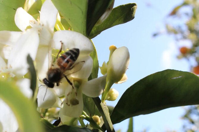 traditional-villages-of-chania-private-tour-to-explore-pure-crete