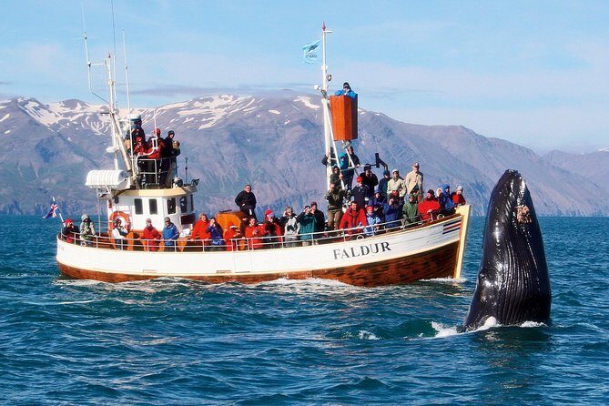 Traditional Whale Watching from Húsavík by Local Family Company - Final Thoughts: Is It Worth It?