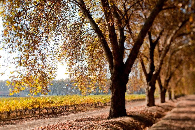 traditional-wine-tour-in-vina-cousino-macul-official-english
