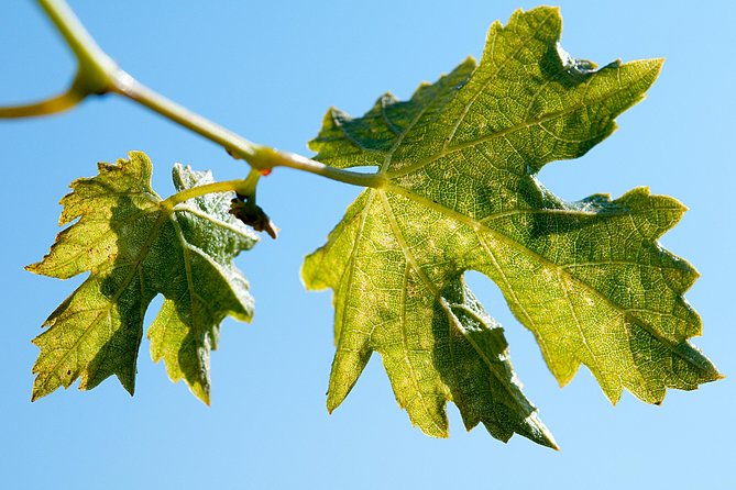 traditional-wine-tour-in-vina-cousino-macul-official-english
