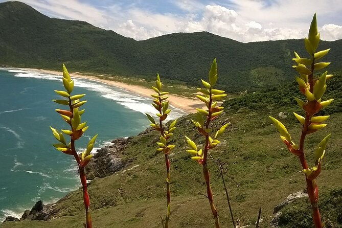 trail-through-lagoinha-do-leste-in-florianopolis