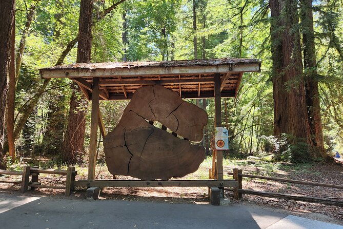 train-ride-adventure-through-mother-natures-giant-redwoods-park