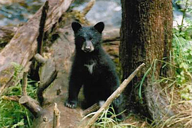 traitors-cove-bear-viewing-2