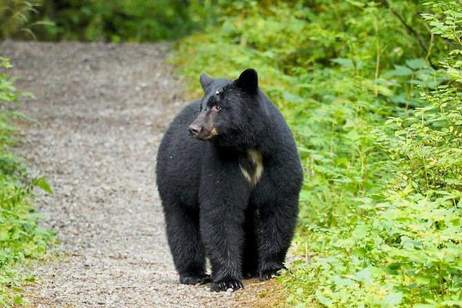 traitors-cove-bear-viewing-2