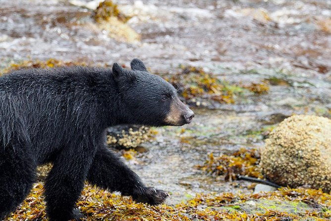 traitors-cove-bear-viewing-2