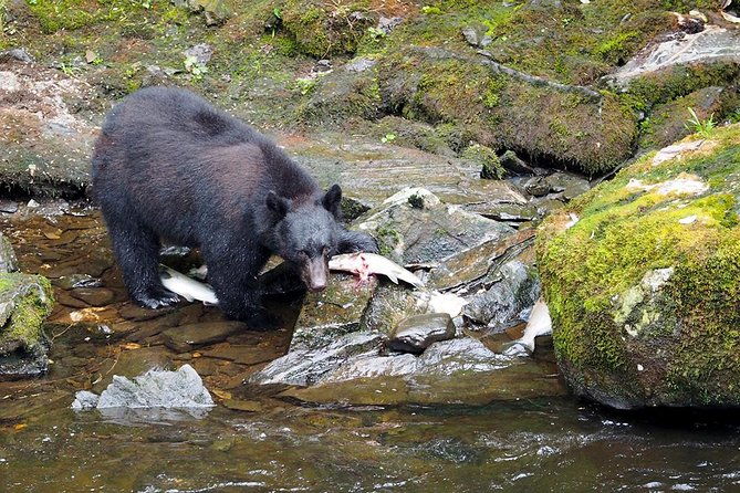 traitors-cove-bear-viewing