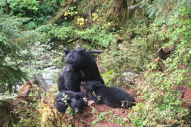 traitors-cove-bear-viewing