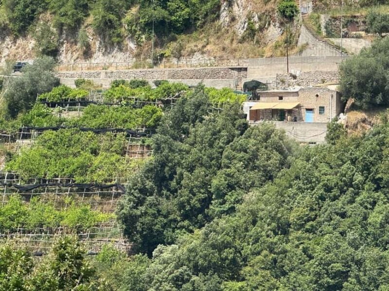 Tramonti: Lemon Tour at "Formichelle" Farm on Amalfi Coast - Tramonti: Lemon Tour at "Formichelle" Farm on Amalfi Coast