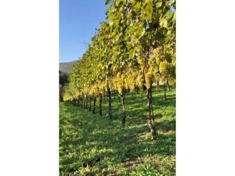 tramonti-tenuta-san-francesco-wine-tasting