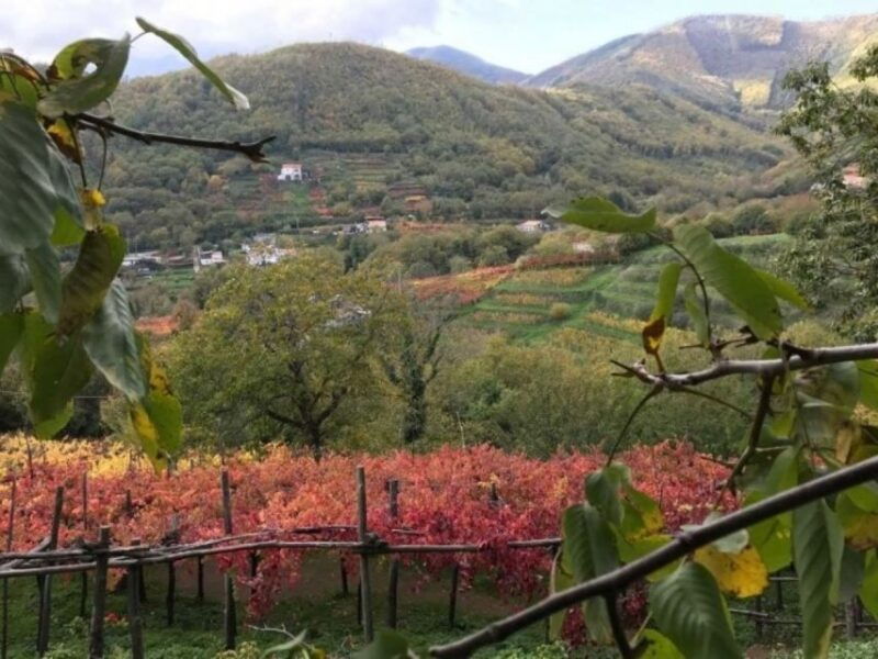 tramonti-tenuta-san-francesco-wine-tasting