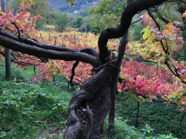 tramonti-tenuta-san-francesco-wine-tasting