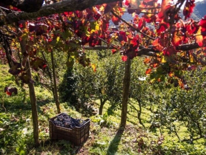 tramonti-vineyard-winery-tour-with-tasting-appetizers