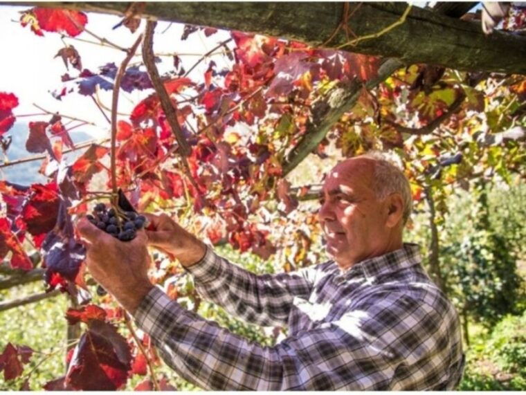 tramonti-vineyard-winery-tour-with-tasting-appetizers