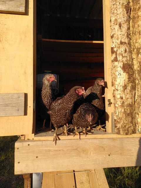 trancoso-farm-eco-tour-with-tasting