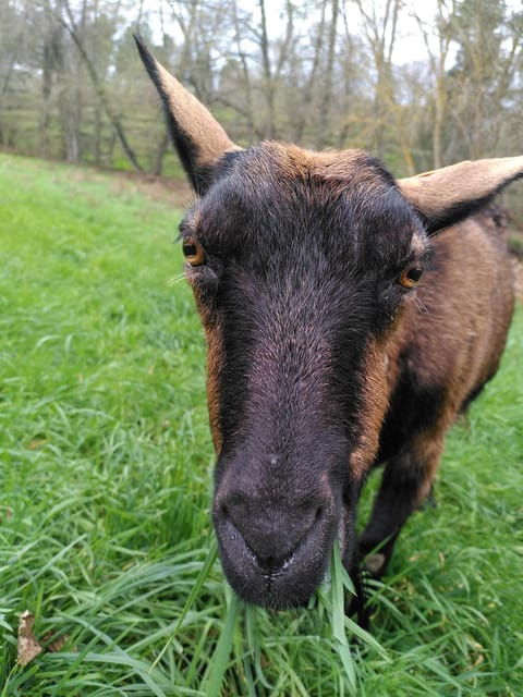 trancoso-farm-eco-tour-with-tasting