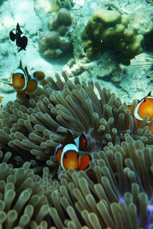 Trang: Full-Day Big Boat Adventure to Kradan & Chueak island - Key Points