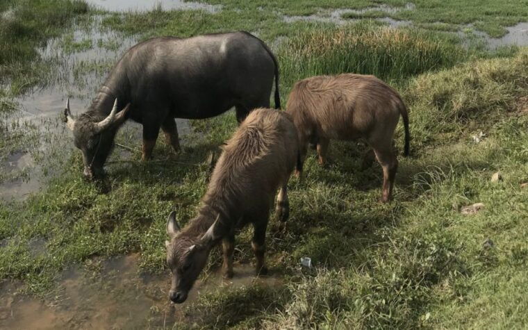 tranquil-basket-boat-ride-at-water-coconut-forest