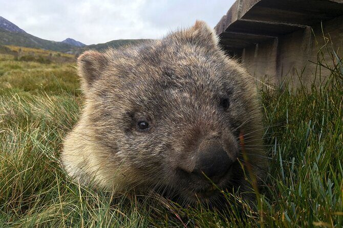 Transfer from Launceston to Cradle Mountain - The Sum Up