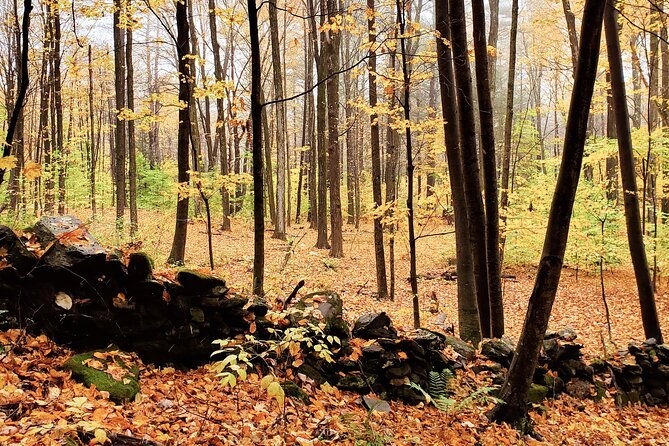 transformative-forest-immersion-a-mindful-journey-for-inner-calm