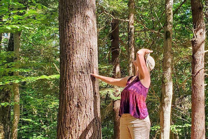 transformative-forest-immersion-a-mindful-journey-for-inner-calm