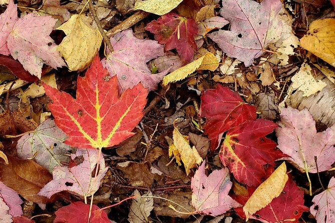transformative-forest-immersion-a-mindful-journey-for-inner-calm