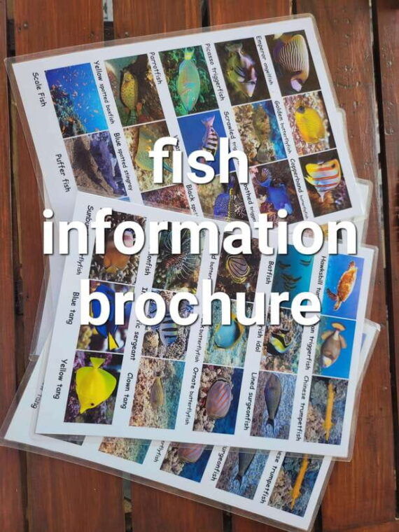 transparent-kayak-and-stand-up-paddle-rental