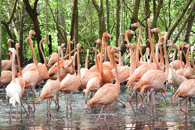 transportation-to-the-national-aviary-of-colombia