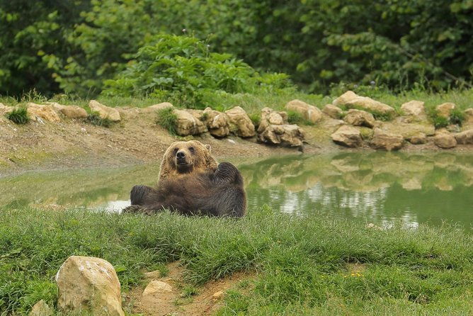 transylvania-with-dracula-castle-bear-sanctuary-and-brasov