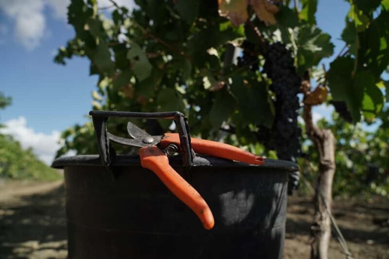 Trapani: Organic Wine Tasting with the Producer - Who Will Love This Tour?