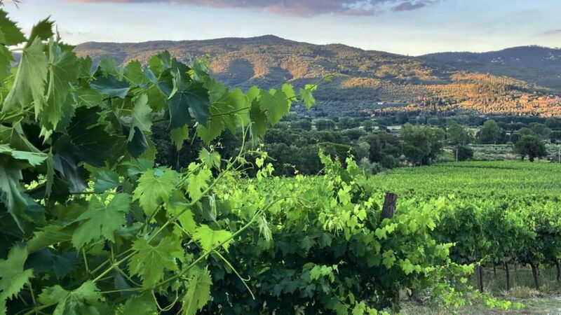 trasimeno-light-lunch-oil-and-wine-experience