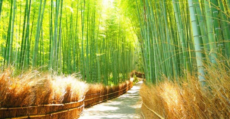 traversing-kyotos-scenic-west-arashiyama-to-kinkakuji