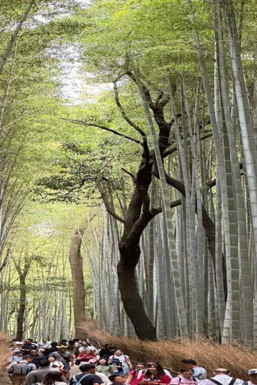 treasures-of-kyoto-gion-historical-walking-tour