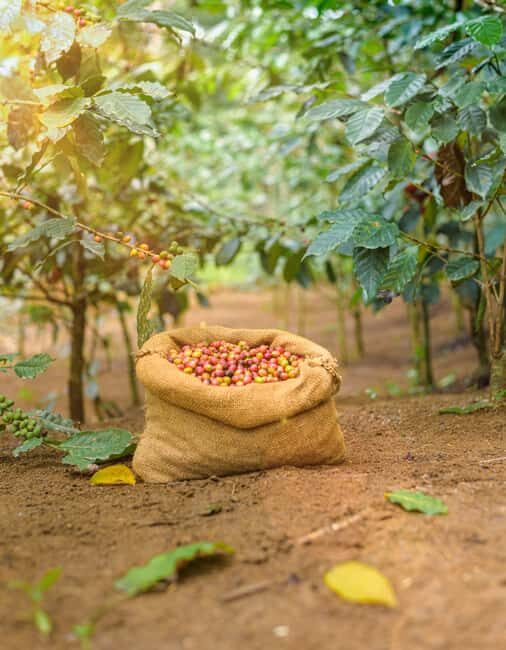 Tree of Life's Coffee Heritage Trail - Key Points