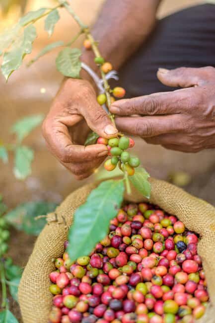 Tree of Life's Coffee Heritage Trail - An Overview of the Coffee Heritage Trail Experience