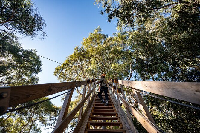 Tree Top Activity for Thrill Seekers and Adventurers in Adelaide - What the Tree Climb Adelaide Experience Offers