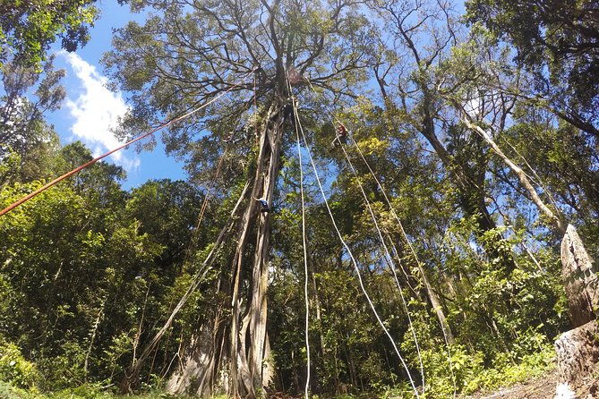 tree-top-climbing-monteverde