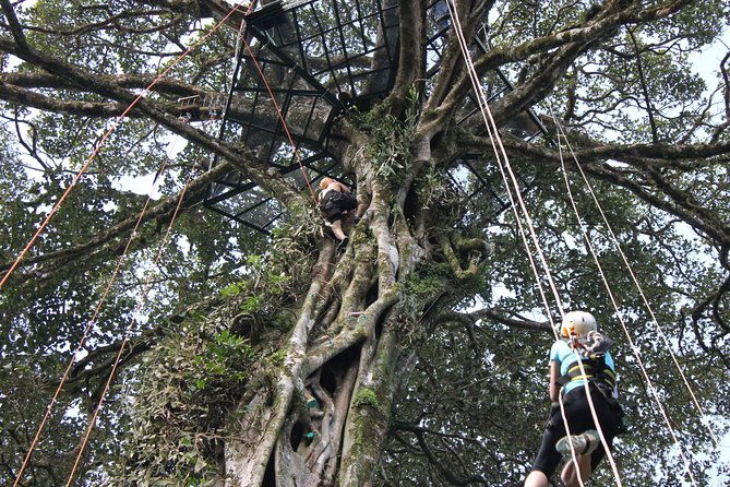 tree-top-climbing-monteverde
