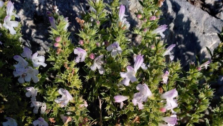 trek-n-cook-amalfi-coast-agerola
