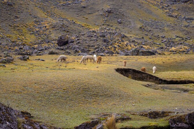 trek-through-the-mountain-of-colors-vincunca-cusco