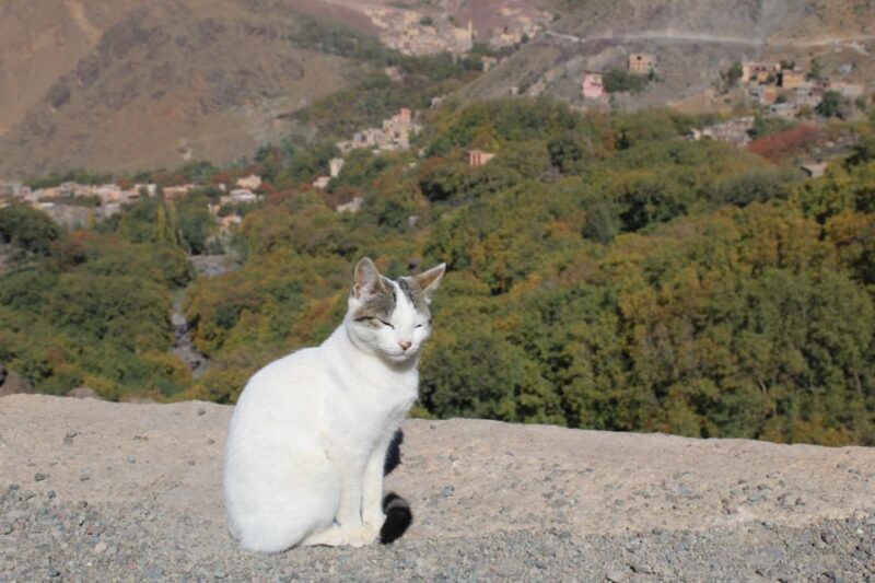 Trekking and Hiking in Morocco 2 Day trek in Atlas Mountains - Final Thoughts: Is This Trek Right for You?