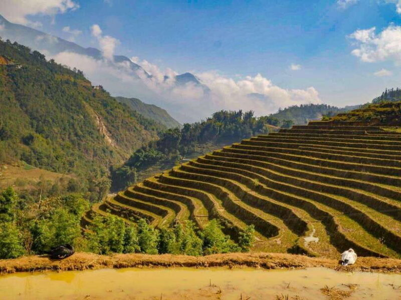 Trekking Sapa 1 Day With Local Guide, Terraced Rice Fields - Key Points