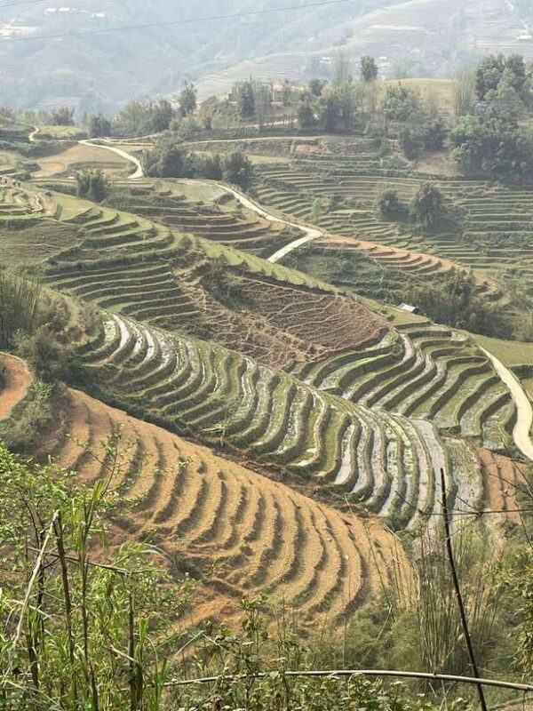 Trekking Sapa 1 Day With Local Guide, Terraced Rice Fields - Authentic Experiences & Cultural Insights