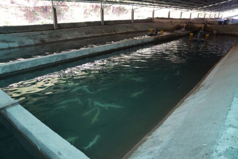 Trekking to Hidden Waterfall & Sturgeon Farm for dog-lovers - The Sum Up