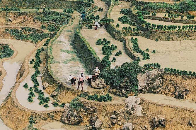 Trekking to Ta Phin, pick medicinal leaves and herbs. - The experience from reviews and insights