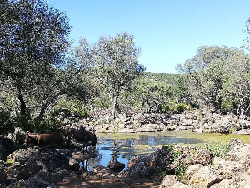 Trenino Supramonte: Guided tour of Golgo plateau - Who Should Take This Tour?