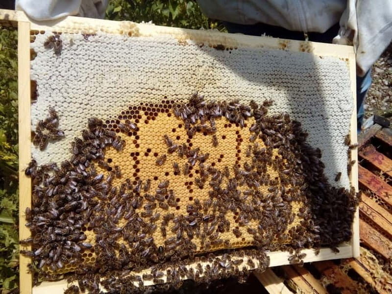 Trentino Agriconda: The adventure of the queen bee. We will explore the beehives. - Trentino Agriconda: The adventure of the queen bee. We will explore the beehives.