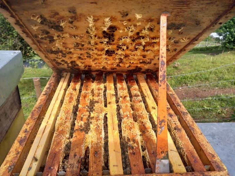 Trentino Agriconda: The adventure of the queen bee. We will explore the beehives. - Discovering the Queen Bees: What This Tour Offers