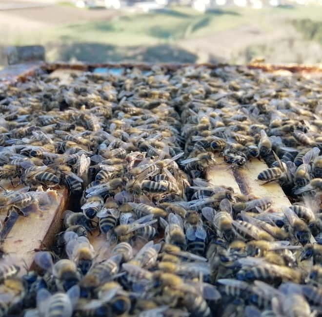 Trentino Agriconda: The adventure of the queen bee. We will explore the beehives. - Who Is This Tour Best For?